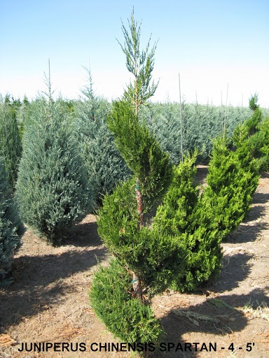 Juniperus Chinesis Spartan (4 to 5 feet)